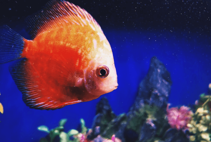 5120x1440p 329 fish images