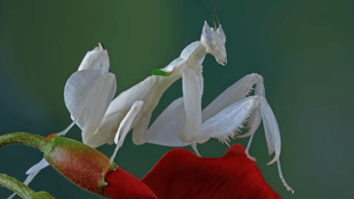 Beautiful:3p3zneknime= Orchid Mantis