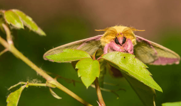 Cute:7l8vypzgluu= Silk Moth