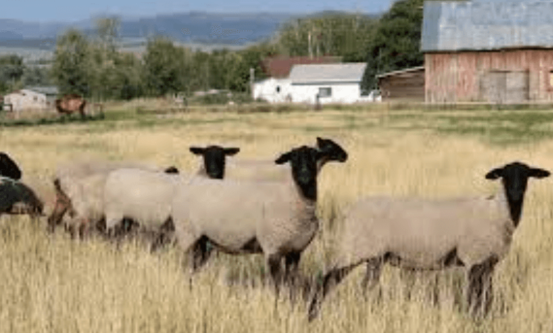 Craigslist Missoula Farm and Garden