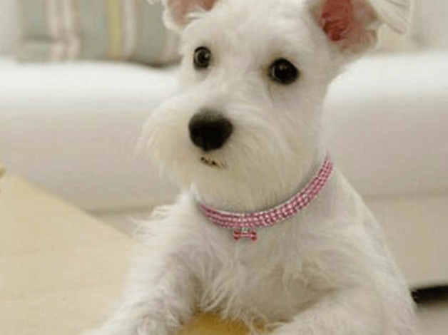 Craigslist Pets Cape Cod