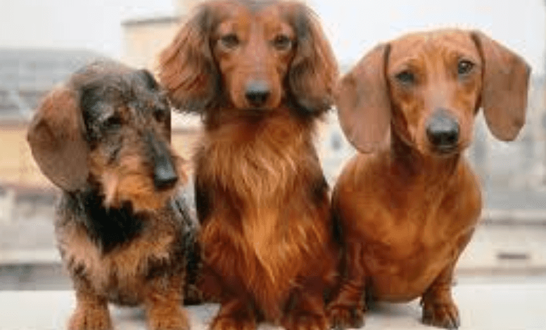Dachshund Age Expectancy