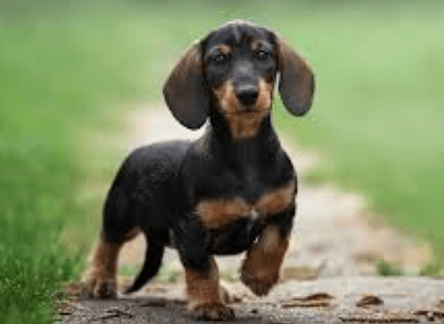 Dachshund Puppies for Sale in VA Craigslist