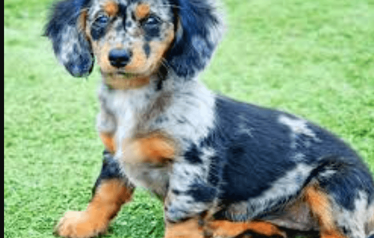 Dachshund Puppies for Sale Raleigh Nc