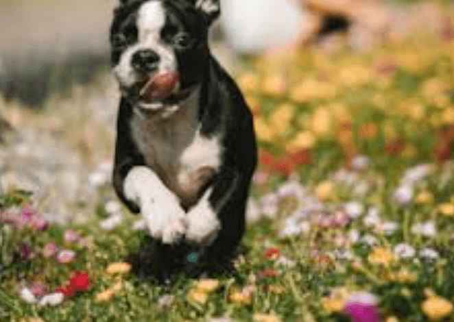 Dachshund Puppies for Sale Savannah Ga