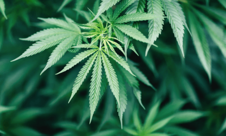 Does Weed Reduce Life Expectancy? Understanding the Impact