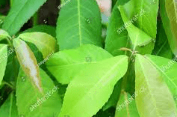 croslogin: Acroslogin