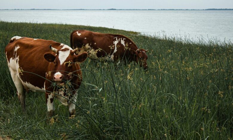 mira assembly large t5u3fl