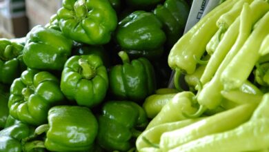 stock market basics guide