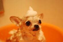 native shampoo legal issues