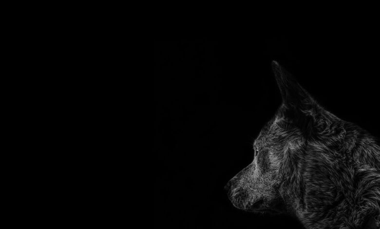 nop54hiuyokroh profile details