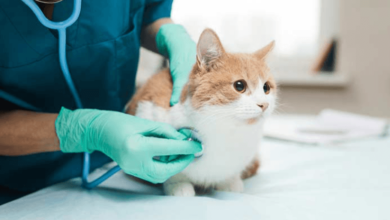8 Essential Services Offered by Petbook Veterinary Clinic in 2026