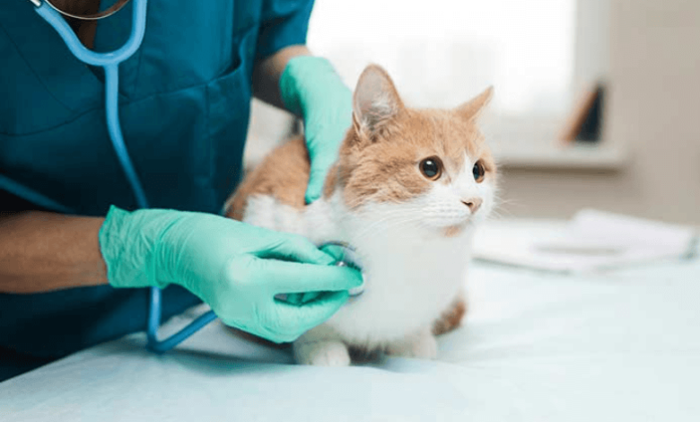 8 Essential Services Offered by Petbook Veterinary Clinic in 2026