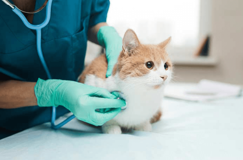 8 Essential Services Offered by Petbook Veterinary Clinic in 2026