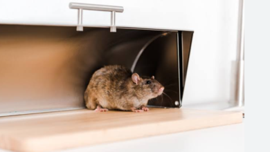 Where Rodents Hide Inside Homes