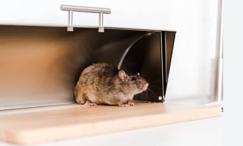 Where Rodents Hide Inside Homes