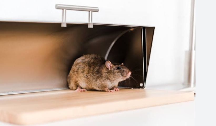 Where Rodents Hide Inside Homes